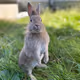 Muscle-bunny_tmk