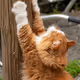 netcat.eth