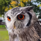 Scottie_NL