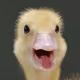 dramaticduckling