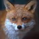 28foxy