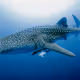 Whaleboss2