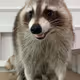 CuteCoon