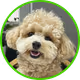 poodlepoodle