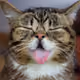 DingusMcKringus