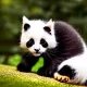 panda-cat