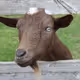 murygoat