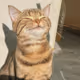 HappyGoLu