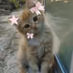 nftcat0_0