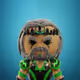 Mr_Lion222