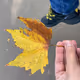 MAF_88