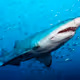 ESP31931