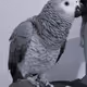 ParrotFreak