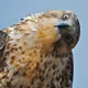 hawkprogrammer