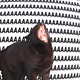 AAAAAAAAAAAAAAAAAAAAAAAAAAAAcat