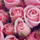 hime-rose-0903
