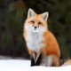 foxforexir