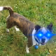 eddiesut13