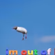 xmurph