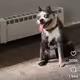 BingBong6969