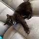 Cookieisacat