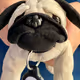 Mr_Pug
