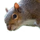 squirrelzilla222