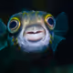 Fisherman_1
