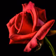 __Rose