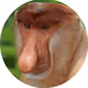 Bysiur