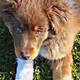 NFT_Sydney_Dog
