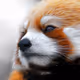 Flashpanda