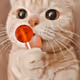 lollicat