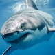 sharkboss