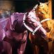 jockeyclub