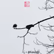 CryptoChillCrow