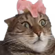 imjustjess