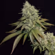 smoke_weed_everyday