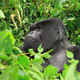 TheGorillas