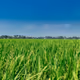 RiceField1