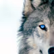 BluWolfEye