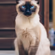 Lilleth