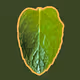 04_Free_Mint
