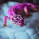 Exotic_allure