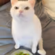 The_Angry_Cat