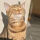 catrules