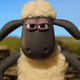 Shuan_sheep