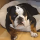winstonbulldog