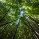 Bamboo_Queen