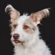Rufusthecooldoggy